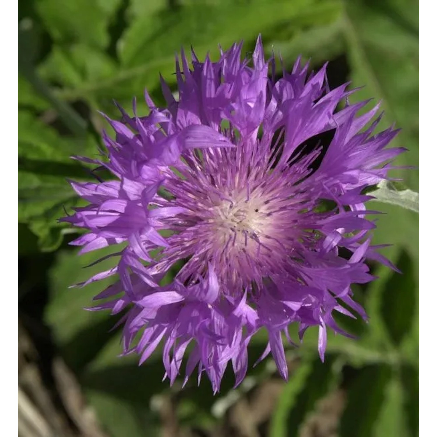 Flockenblume - Centaurea dealbata