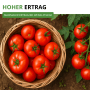 Reife rote Tamina Stabtomaten in einem Korb und am Strauch, zeigt reiche Ernte der Gemüsesamen.