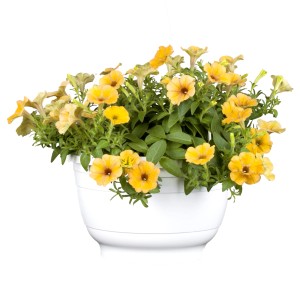 Hängende, gelbe Petunie 'Bee's Knees' im weißen Topf, ca. 20-30 cm hoch.