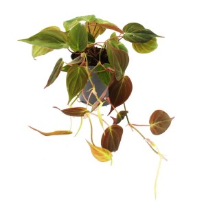 Exotenherz Zimmerpflanze Philodendron micans im Topf, rankende Zimmerpflanze mit samtigen Blättern.