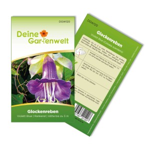 Samenpackung Deine Gartenwelt Glockenrebe Violett Blue, Rankpflanze mit violetten Blüten.