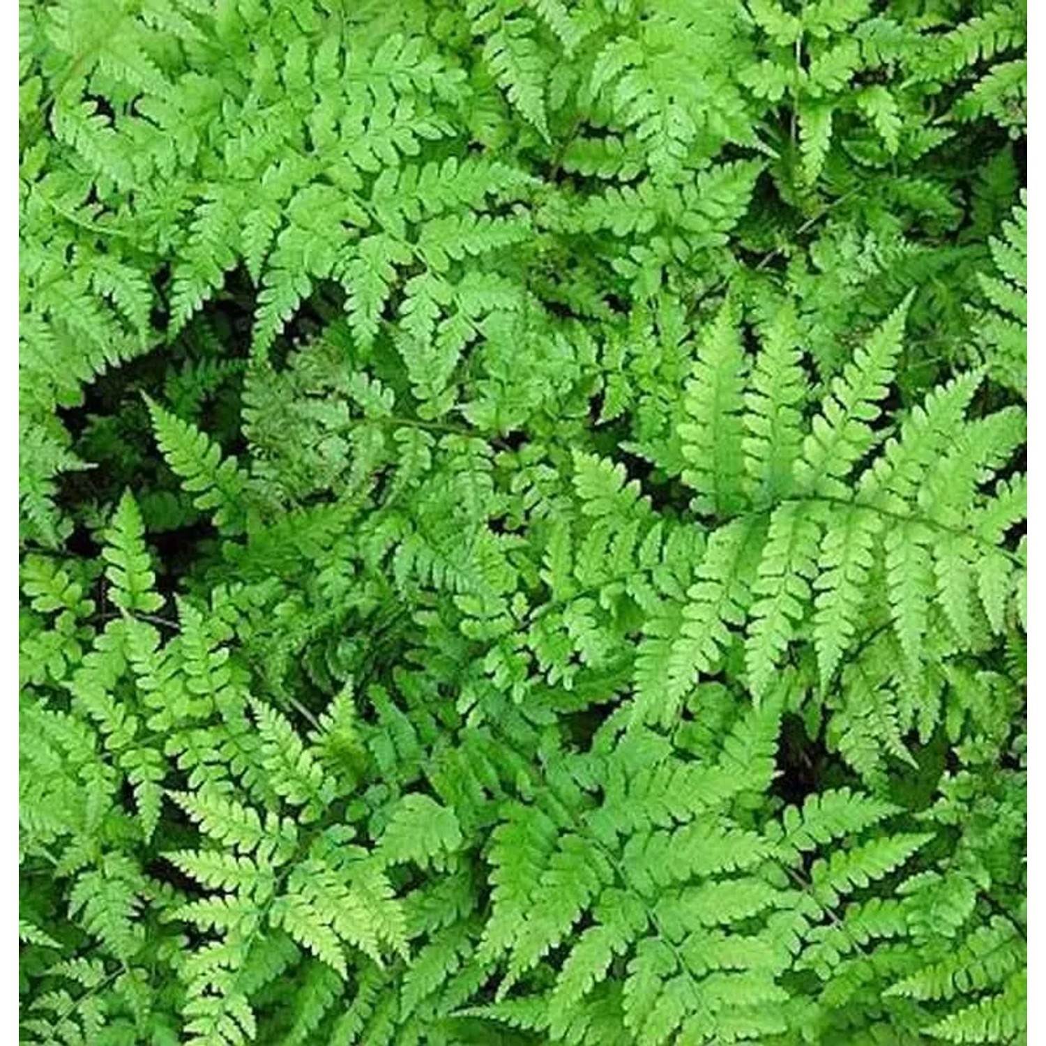 Vidals Frauenfarn - Athyrium vidalii