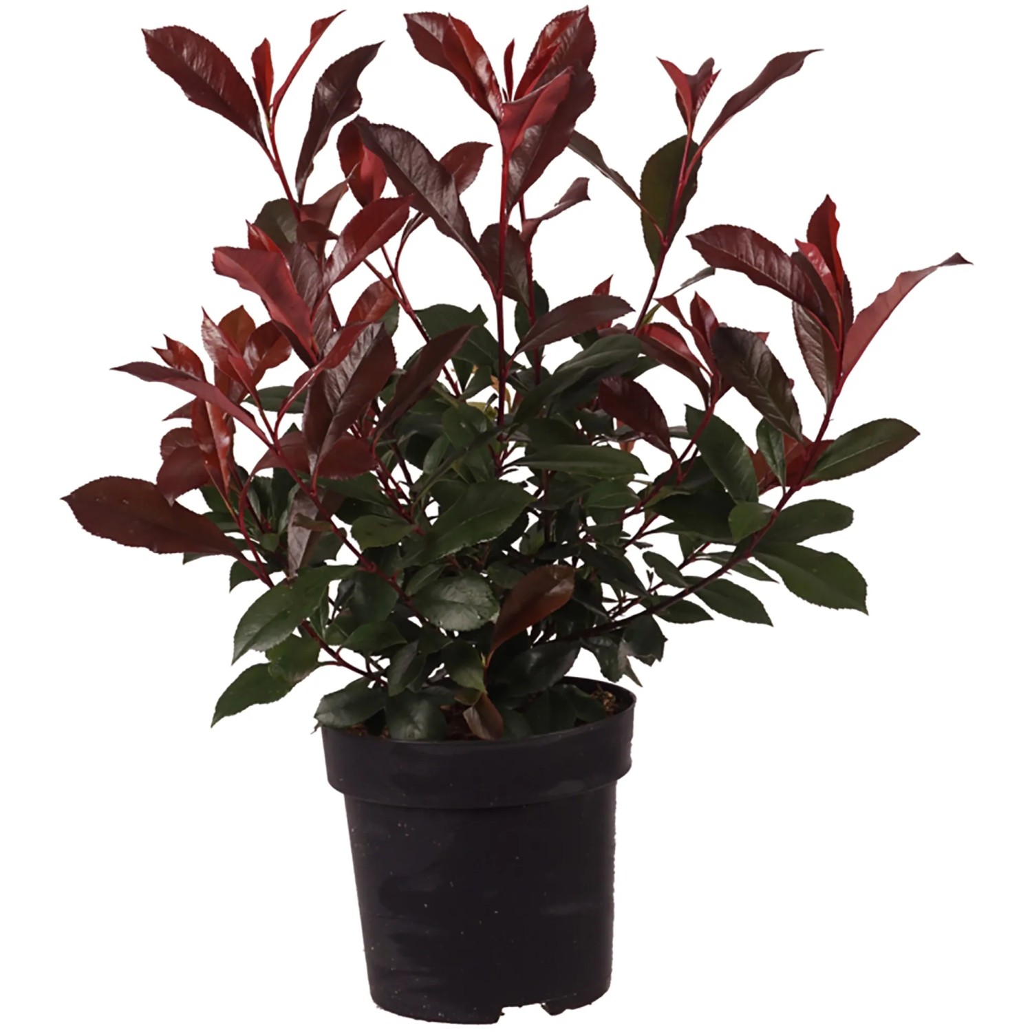 Glanzmispel Carr Rouge Sichtschutz 30-40 cm 2,8 l kaufen bei OBI