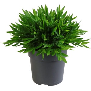 GROW by OBI Zimmerbambus "Monica" Topf-Ø ca. 12 cm Pogonantherum