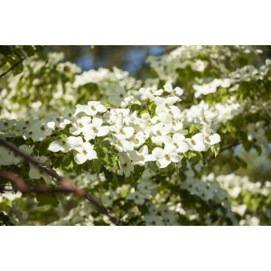 Blühender Blumen-Hartriegel mit weißen Blüten, Nahaufnahme. Strauch für Garten und Beet.