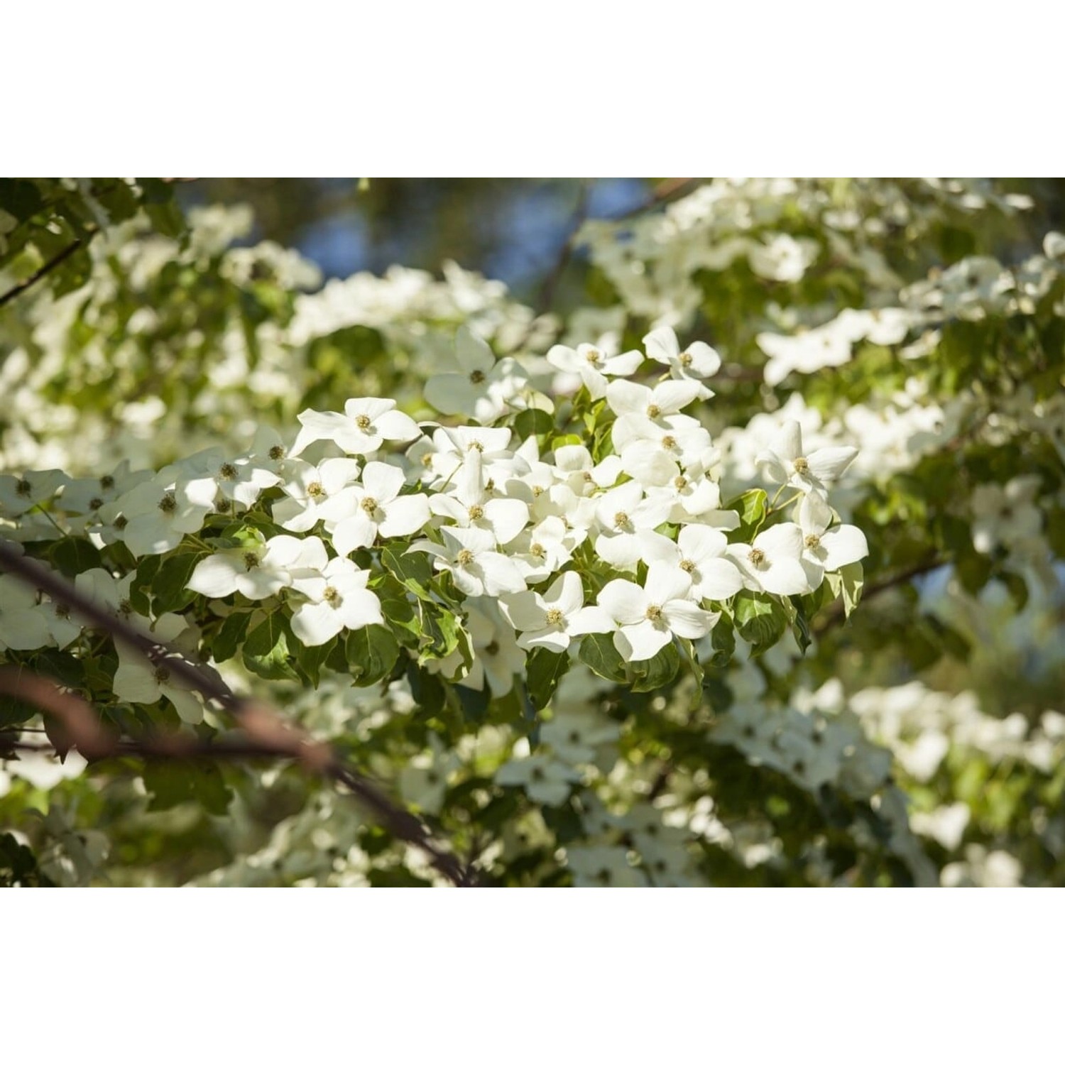 Cornus Florida Blumen-Hartriegel 40–60 cm Weiße Blüten günstig online kaufen