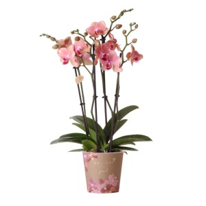 Orange-rosa Kolibri Orchidee Phalaenopsis Jewel Pirate im 12cm Topf.