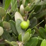 Detailaufnahme: GROW by OBI Olivenbaum Ministamm mit grüner Olive und Blättern.