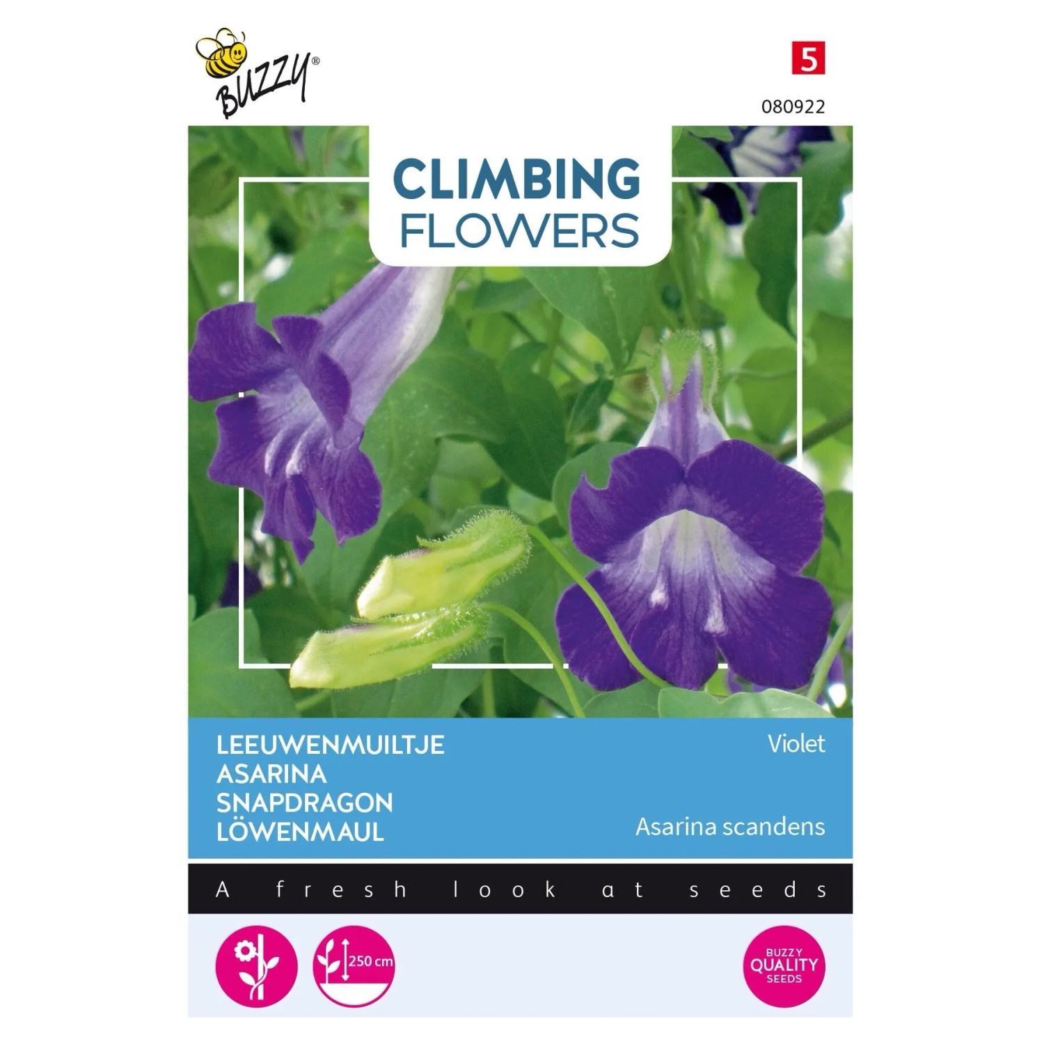 Kletter-Asarina 'Violet' Buzzy Climbing Flowers Ca. 10 Samen Löwenmaulähnliche Blüten