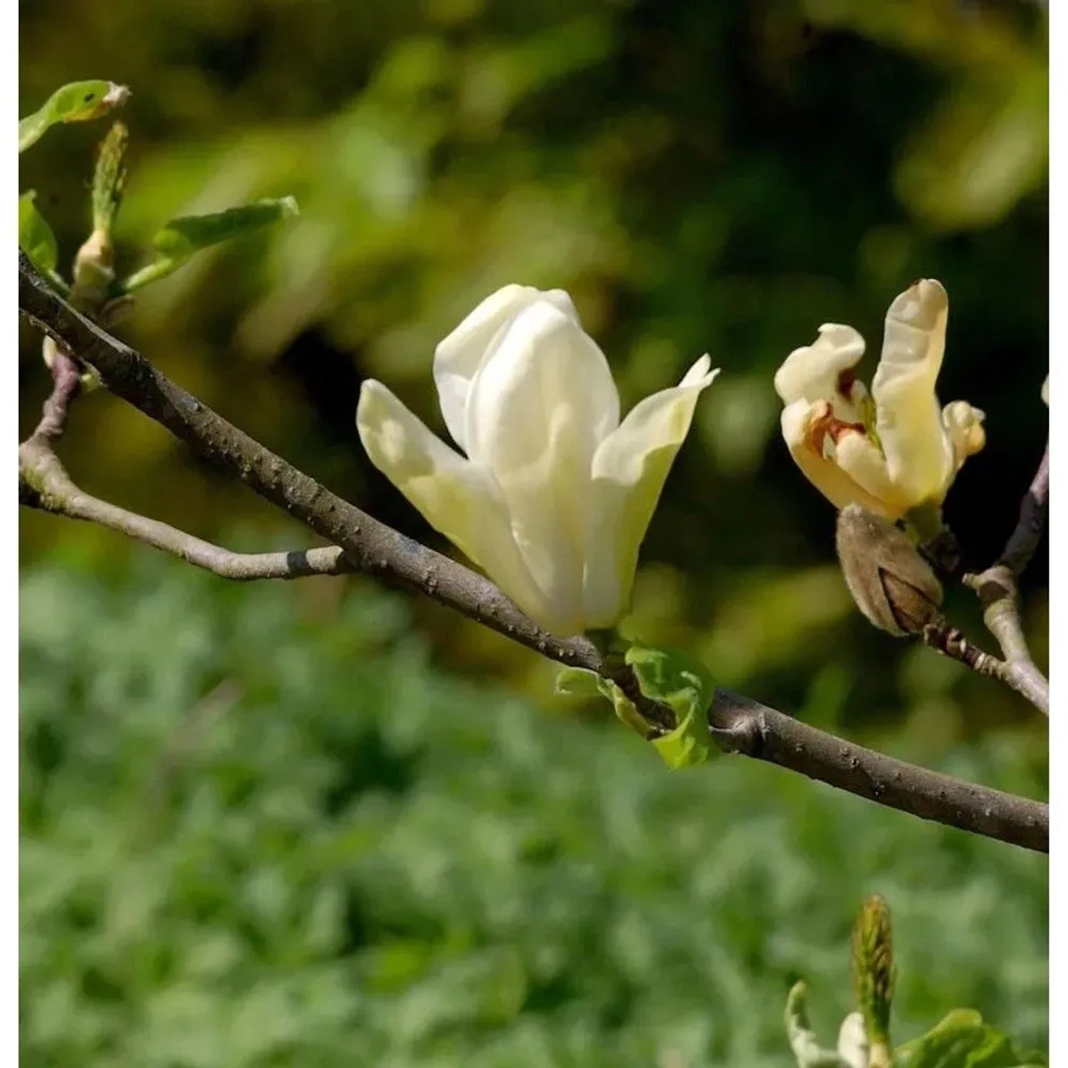 Hochstamm Magnolie Daphne 80-100cm - Magnolia