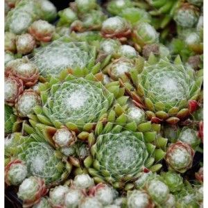Nahaufnahme der Spinnweb-Hauswurz (Sempervivum arachnoideum), eine grüne Staude mit weißem, spinnwebartigem Muster.