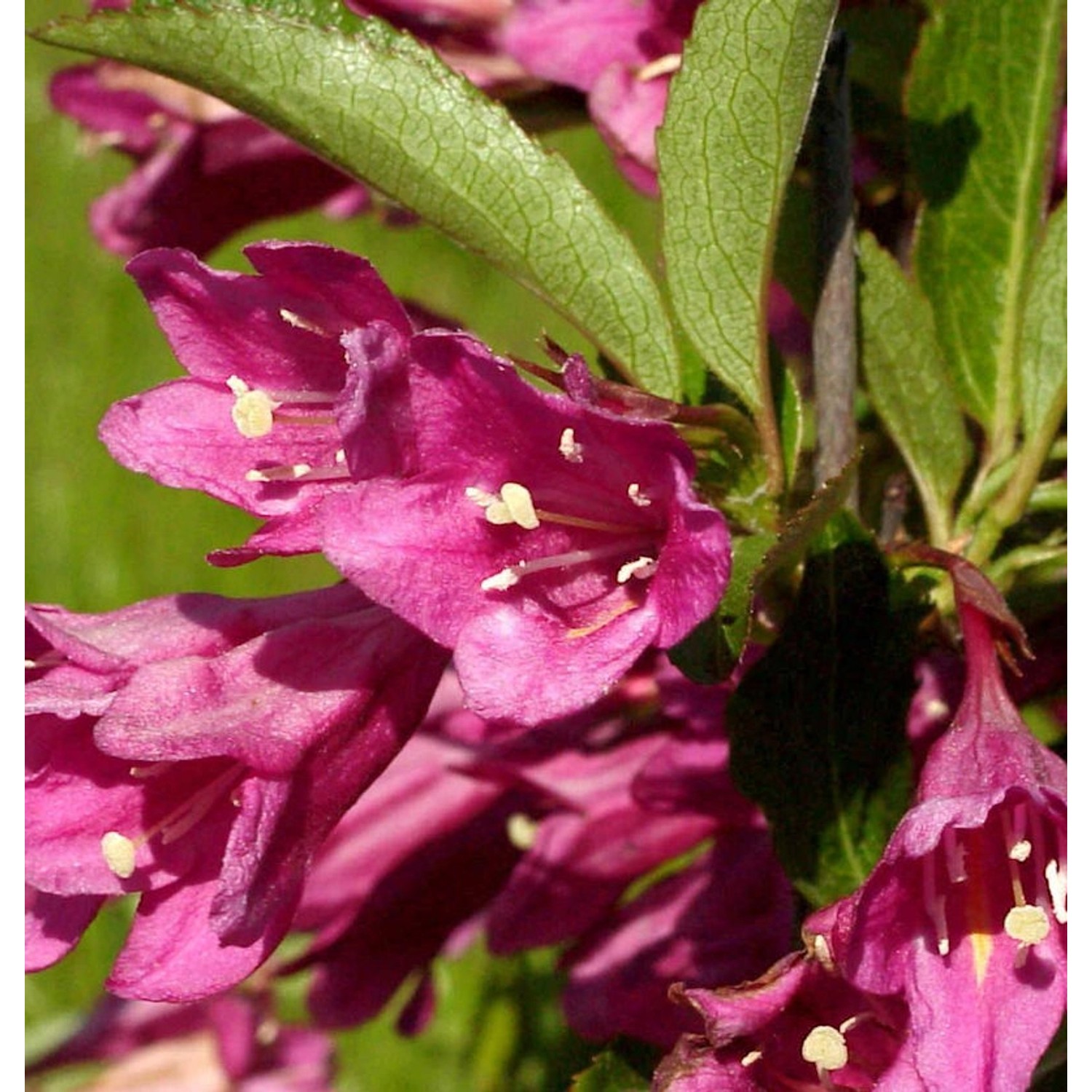 Weigelie Picobella Rosa 30-40cm - Weigela florida günstig online kaufen