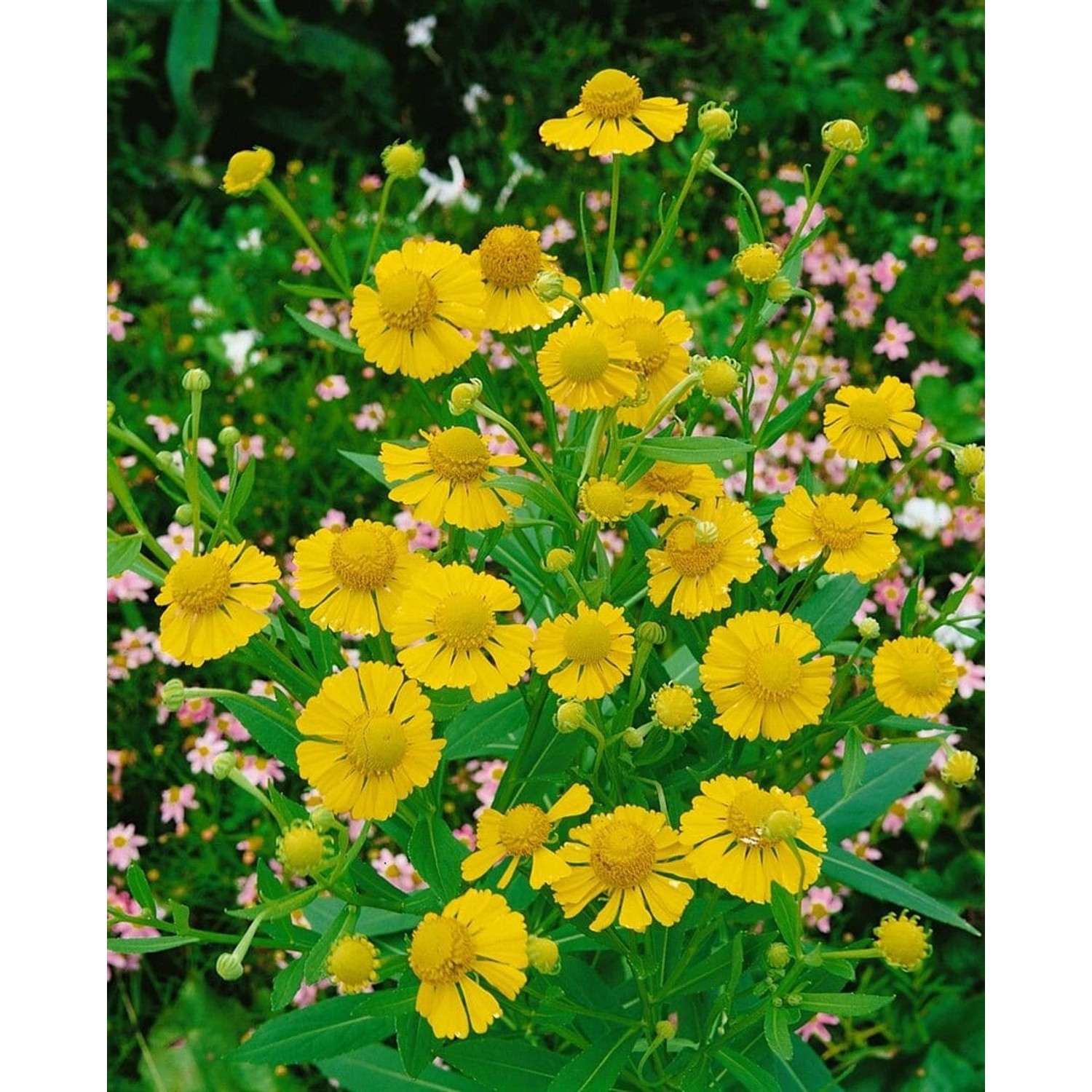 Helenium Autumnale Pumilum Magnificum Sonnenbraut Ca. 11x11 cm Topf günstig online kaufen