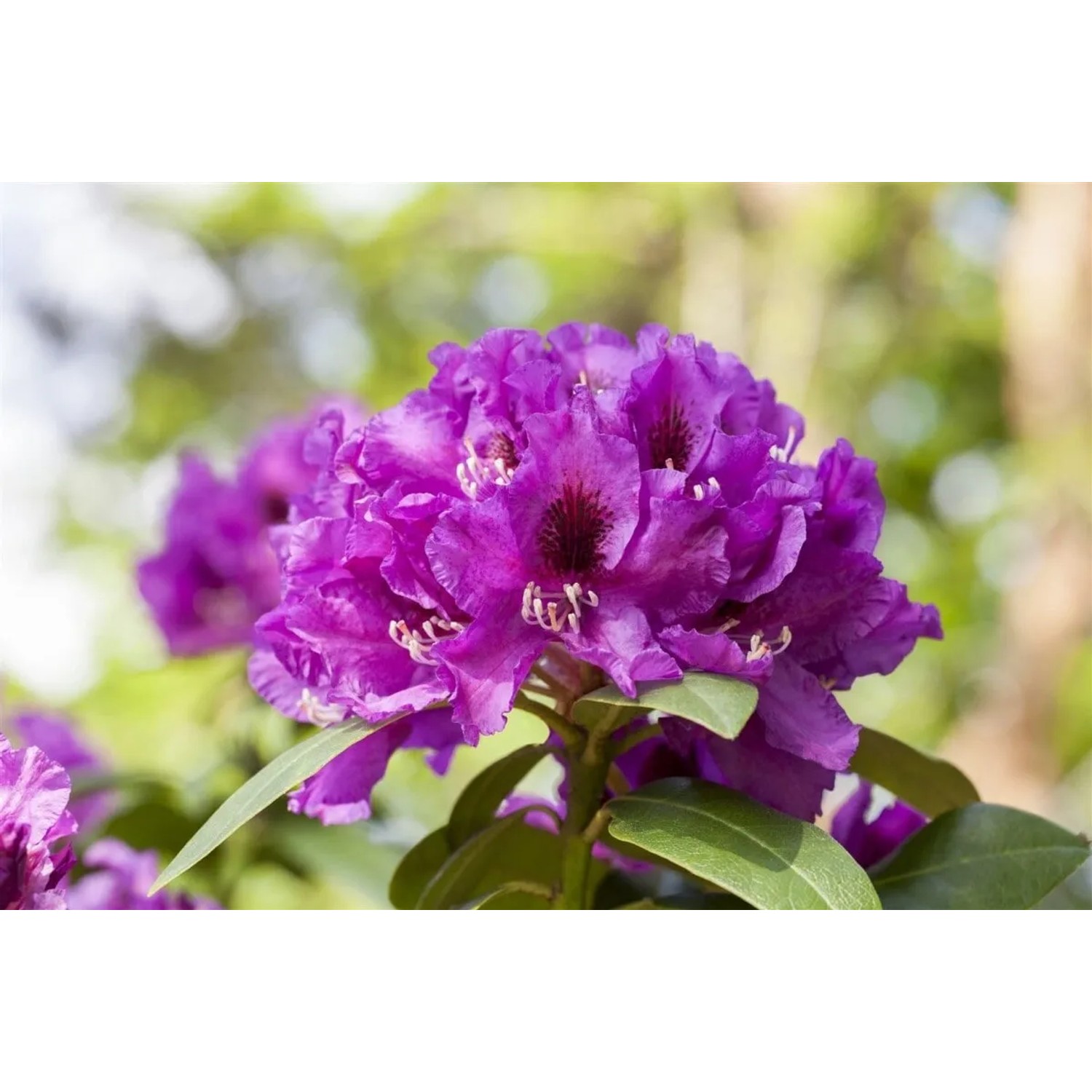Pflanzen fr dich Inkarho Rhododendron Rasputin Dunkelviolett 4050 cm  kaufen bei OBI