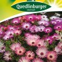Quedlinburger Mittagsblume Mischung, Blumensamen für farbenfrohe Beete und Balkonkästen.