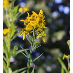 Gelb blühender Scheinsonnenhut (Verbesina alternifolia), eine dekorative Staude für den Garten.