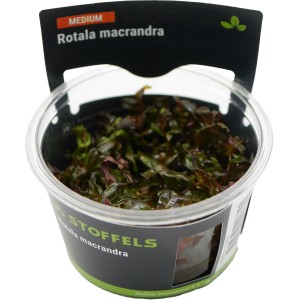 Stoffels Aquariumpflanze Rotala macrandra im Topf, rote Wasserpflanze für den Mittelgrund.
