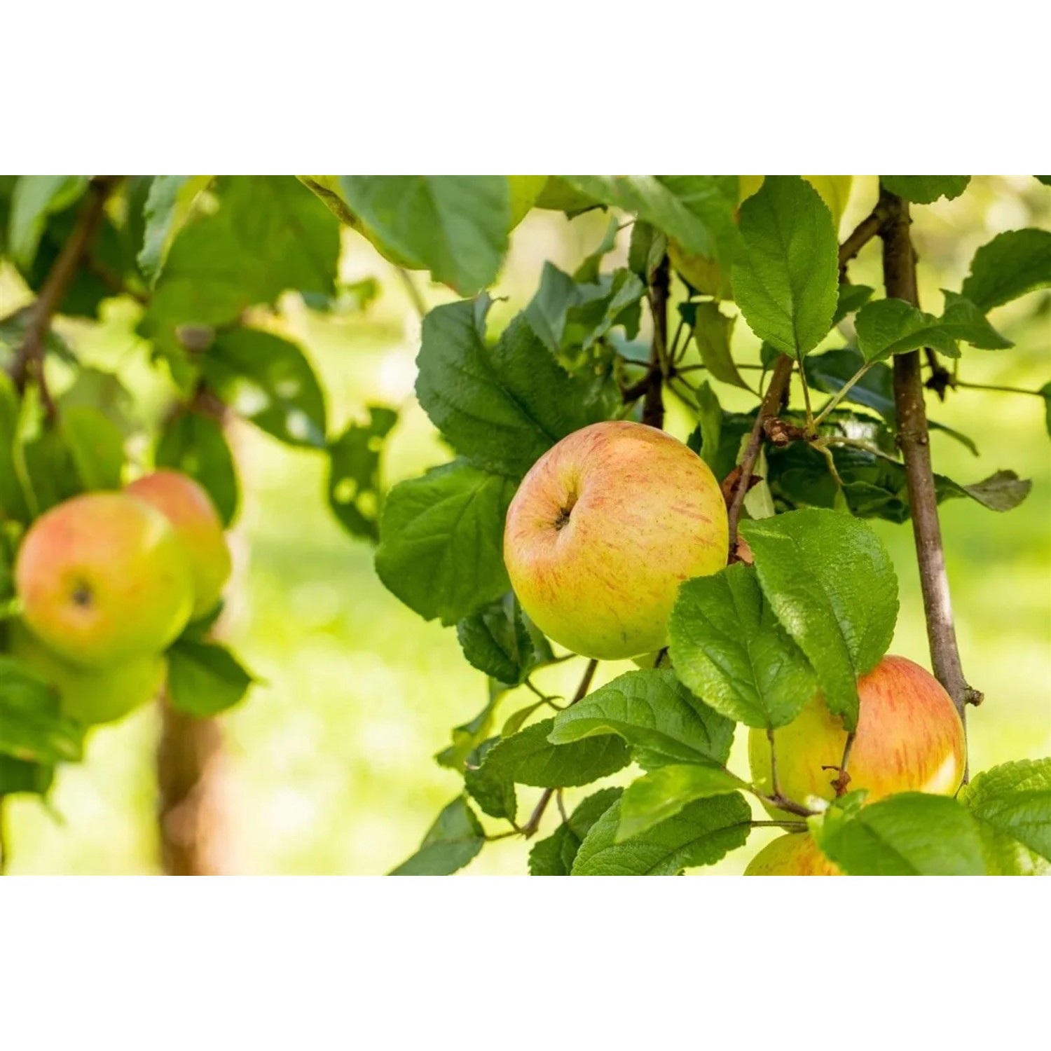 Apfelbaum Roter Berlepsch mit reifen Äpfeln und grünen Blättern.