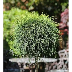 Grüne Fadenzypresse als Hochstamm, ca. 40-60cm hoch. Dekorative Zierpflanze für Garten und Kübel.