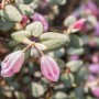 Rosa Rhododendron Williamsianum Wildart mit Blütenknospen und grünen Blättern.