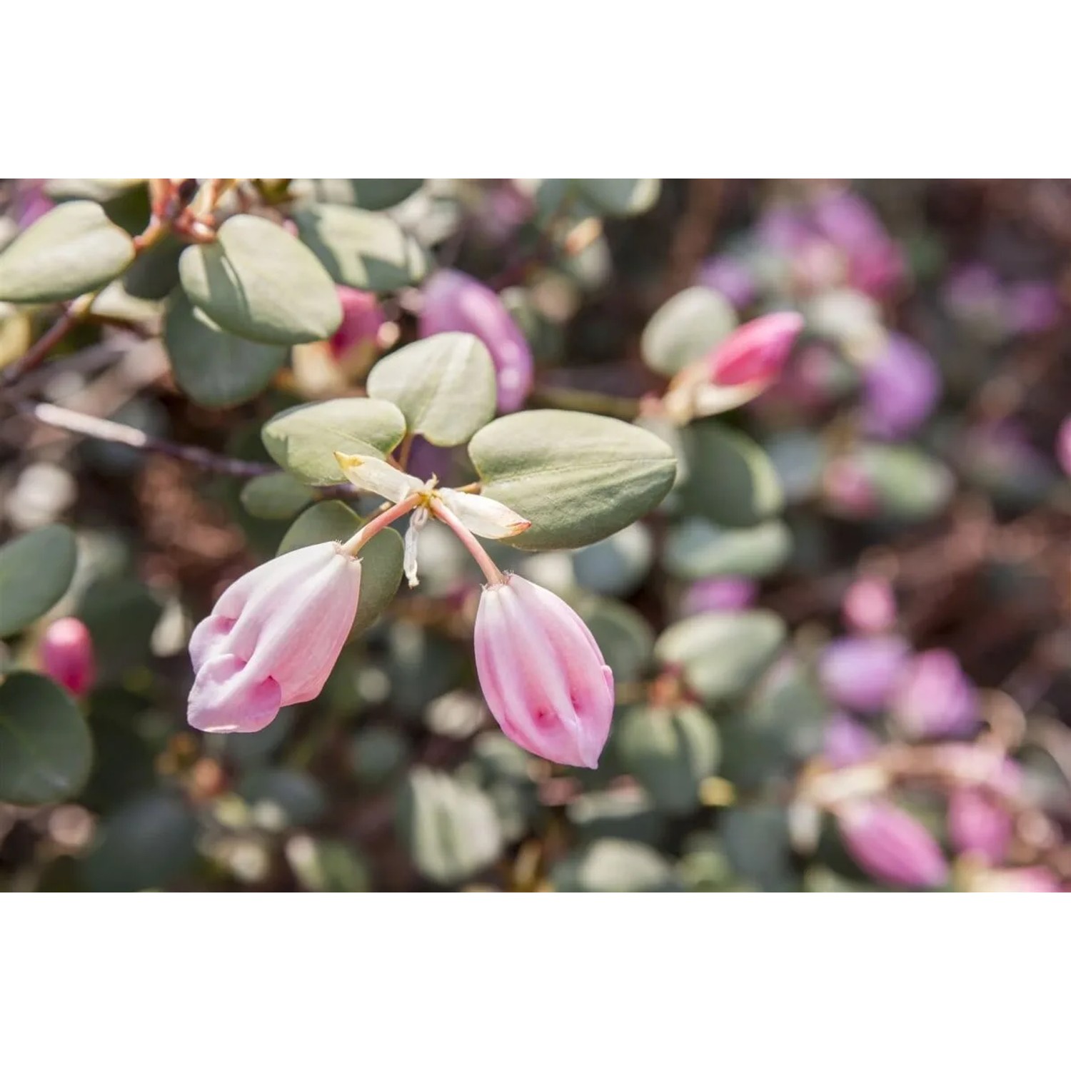Rosa Rhododendron Williamsianum Wildart mit Blütenknospen und grünen Blättern.