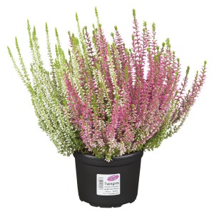 Knospenheide Gardengirls-Twin im Topf, rosa und weiße Blüten. Winterharte Kübelpflanze für Balkon und Terrasse.