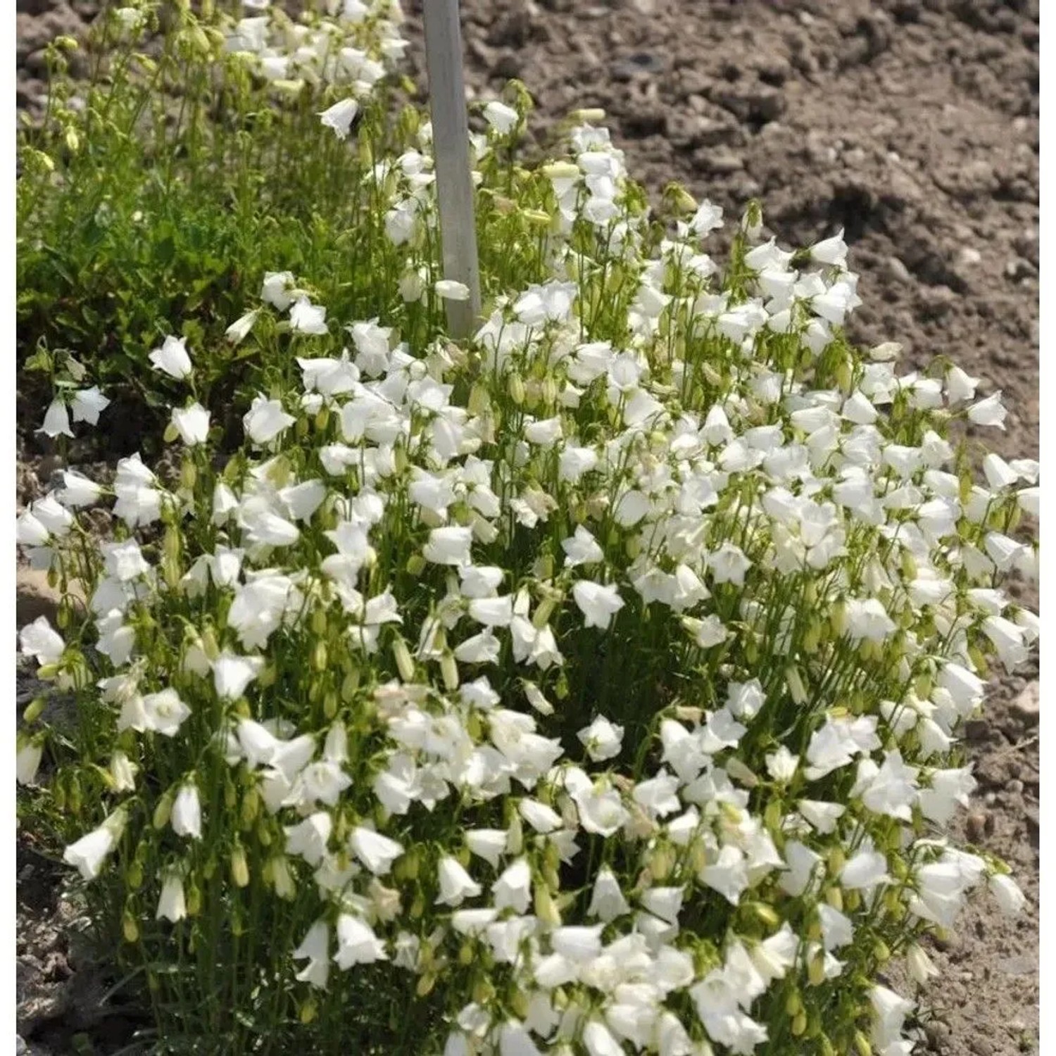 Zwergglockenblume Alba - Campanula cochleariifoli