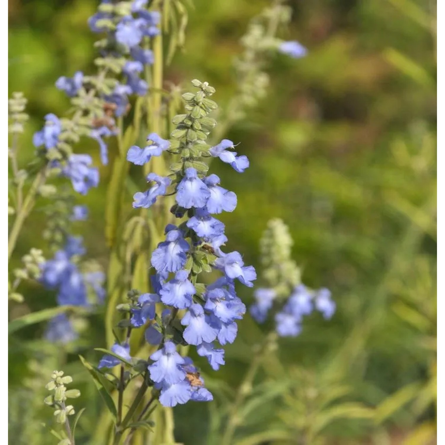 Spätherbst-Salbei - Salvia azurea