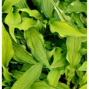 Nahaufnahme der grünen Blätter der Funkie 'Albo' (Hosta fortunei), einer beliebten Staude.