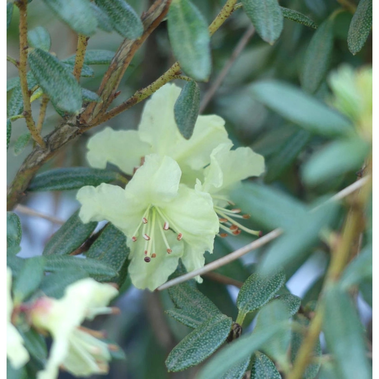 Wild Rhododendron flavidum 30-40cm - Rhododendron flavidum günstig online kaufen