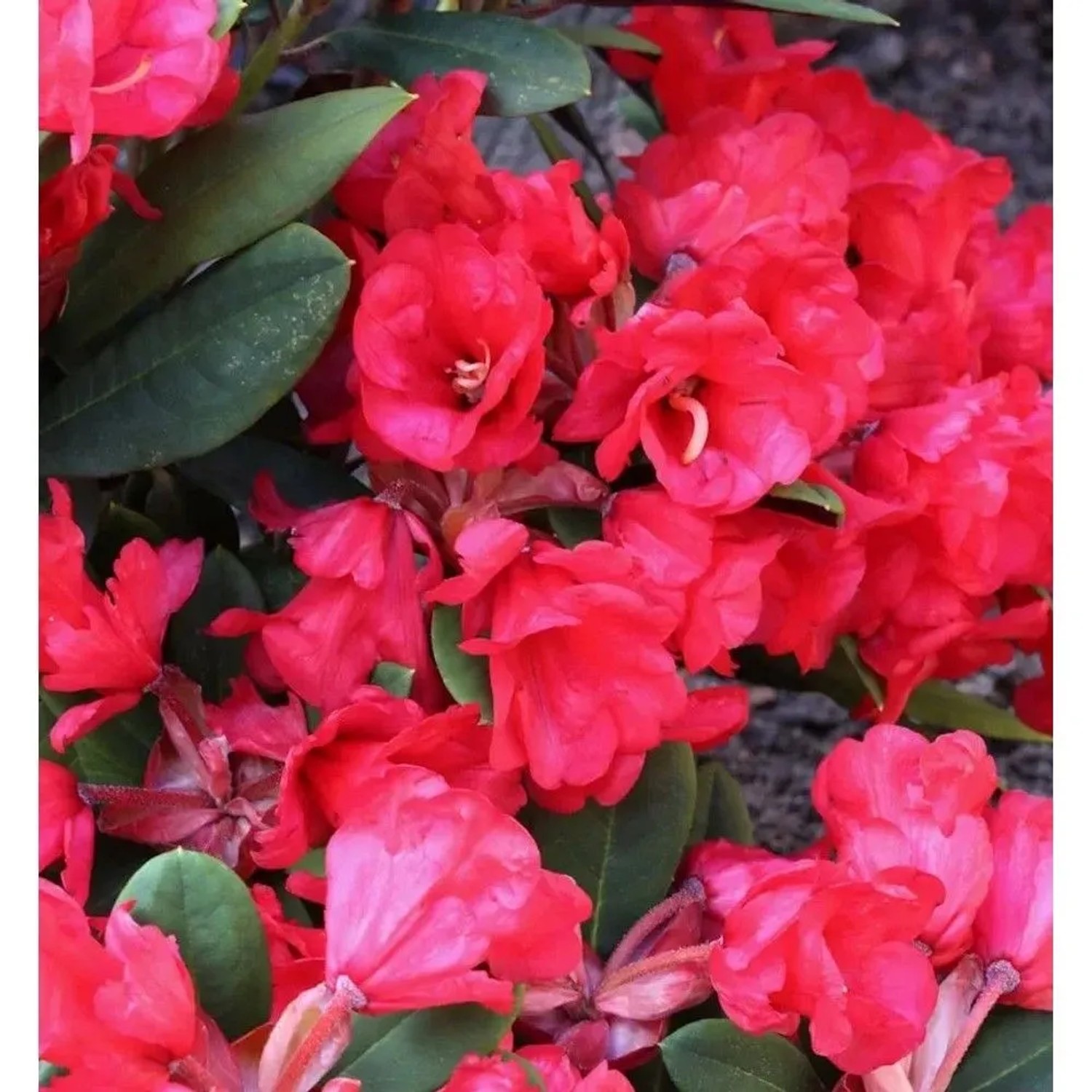 Azalee Burletta 20-25cm - Rhododendron neriiflorum - Alenrose