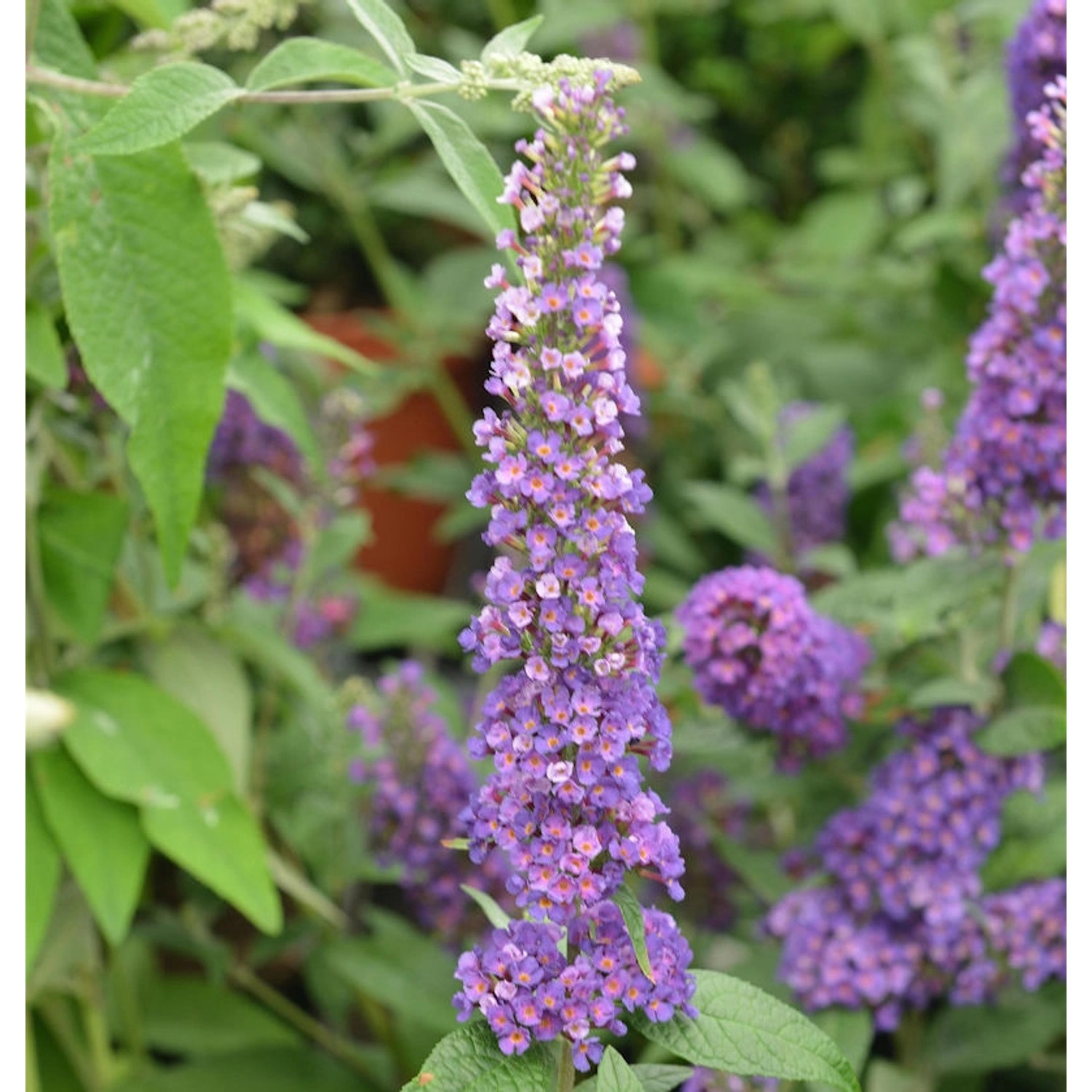 Sommerflieder Miss Violett 40-60cm - Buddleja günstig online kaufen