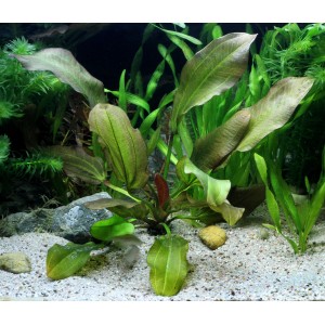 Dennerle Aquariumpflanze Echinodorus Dschungelstar 'Kleiner Bär' mit grün-roten Blättern im Aquarium.