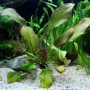 Dennerle Aquariumpflanze Echinodorus Dschungelstar 'Kleiner Bär' mit grün-roten Blättern im Aquarium.