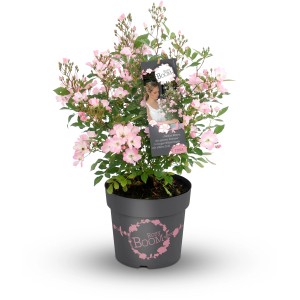 Strauchrose Rosy Boom im Topf mit zarten rosa Blüten, geeignet für Einzelstellung.