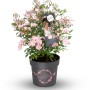 Strauchrose Rosy Boom im Topf mit zarten rosa Blüten, geeignet für Einzelstellung.