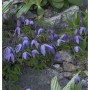 Blühende Alpen Waldrebe (Clematis alpina) mit blauvioletten Blüten vor Steinen.