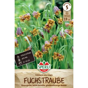 Sperli Blumenzwiebel Fuchstraube mit braungelben, glockenförmigen Blüten.