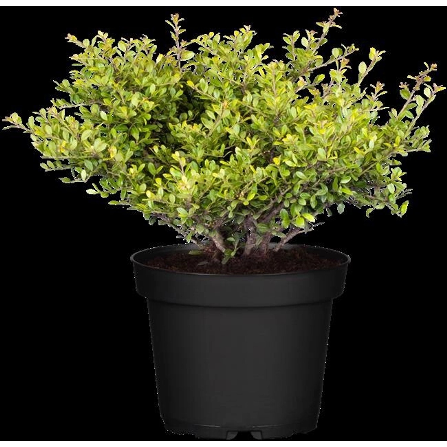 Ilex crenata 'Stokes' 15-20 cm günstig online kaufen