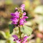 Nahaufnahme der lila Blüten der Silberblatt-Taubnessel (Lamium maculatum) im Topf.