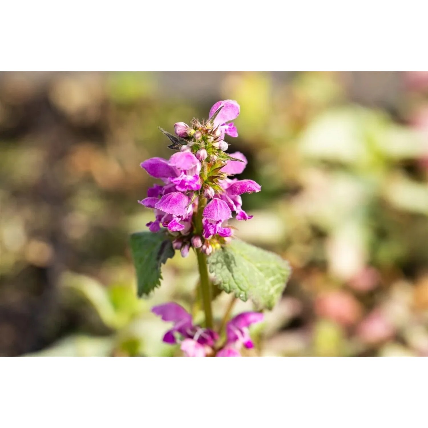 Nahaufnahme der lila Blüten der Silberblatt-Taubnessel (Lamium maculatum) im Topf.
