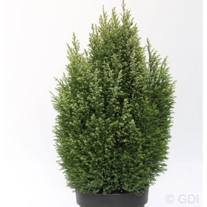 Gartenzypresse Snow White (30-40cm) im Topf, Chamaecyparis lawsoniana, immergrüner Strauch.