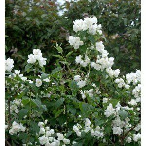 Gefüllter Gartenjasmin Schneesturm (Philadelphus) mit üppigen, weißen Blüten.