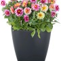 Lechuza Classico Color Pflanzgefäß, Ø 59cm, schiefergrau, mit bunten Dahlien bepflanzt.