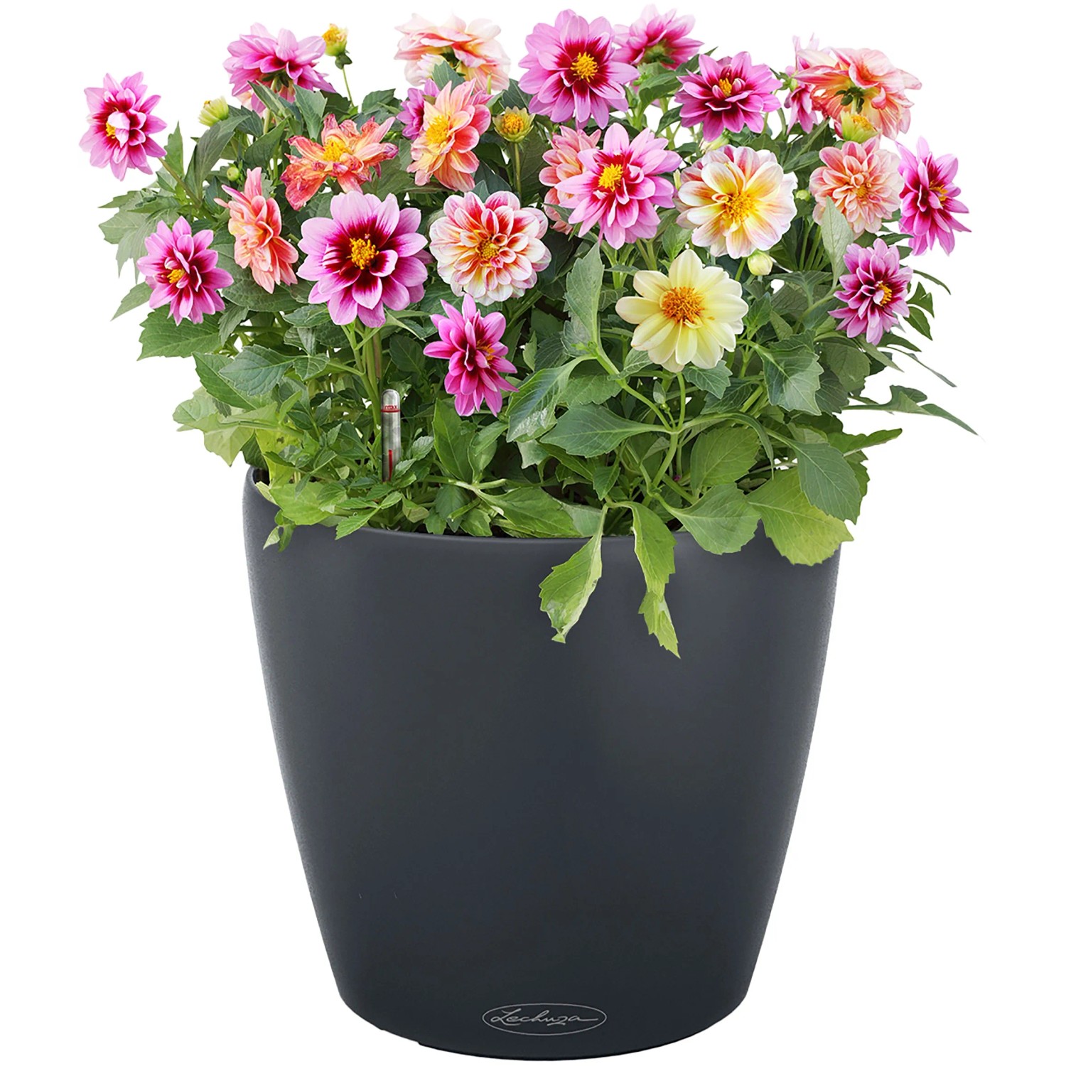 Lechuza Classico Color Pflanzgefäß, Ø 59cm, schiefergrau, mit bunten Dahlien bepflanzt.
