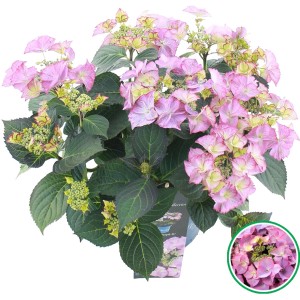 Bauernhortensie Tiffany Rosa im Topf, ca. 20-30 cm hoch, mit rosa Blüten.