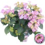 Bauernhortensie Tiffany Rosa im Topf, ca. 20-30 cm hoch, mit rosa Blüten.