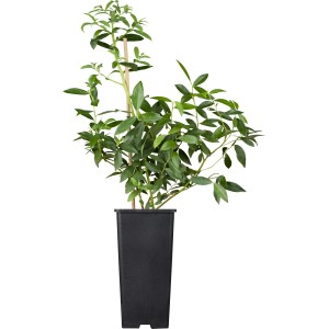 Heidelbeere (Vaccinium corymbosum) im Topf, ca. 2 l, mit grünen Blättern.