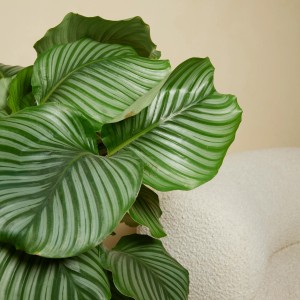 GROW by OBI Korbmarante Höhe ca. 70 cm Topf-Ø ca. 21 cm Calathea orbifolia