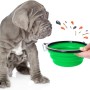 Grauer Hund wartet auf Futter aus grünem, faltbaren Reisenapf (350/1000ml).